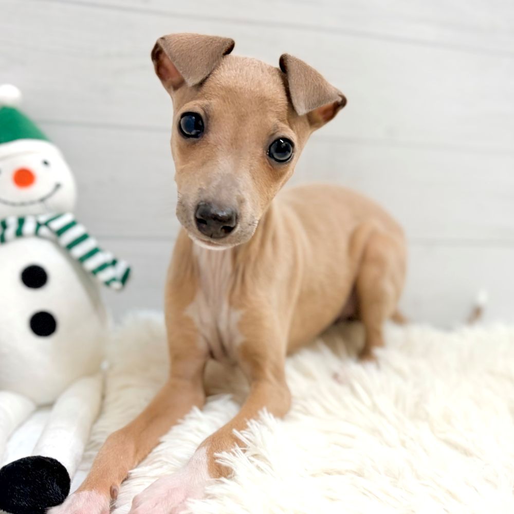イタリアングレーハウンド女の子の写真