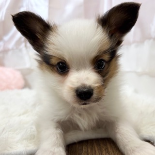 パピヨン男の子の写真