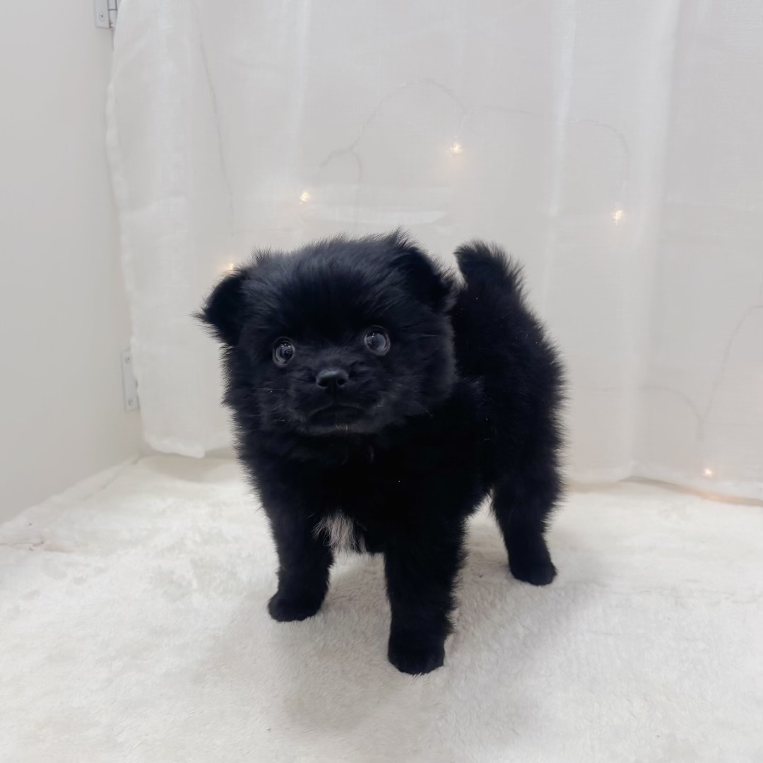 ハーフ犬男の子の写真