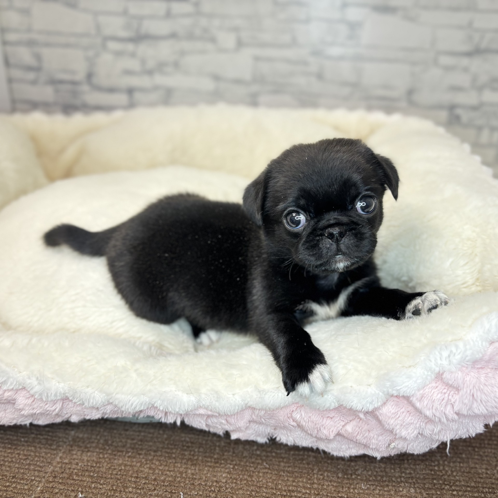 長野県のペキパグ/パグペキ(ペキニーズ×パグ) (犬の家＆猫の里長野店/2025年11月23日生まれ/男の子/ブラックホワイト)の子犬の1枚目の画像