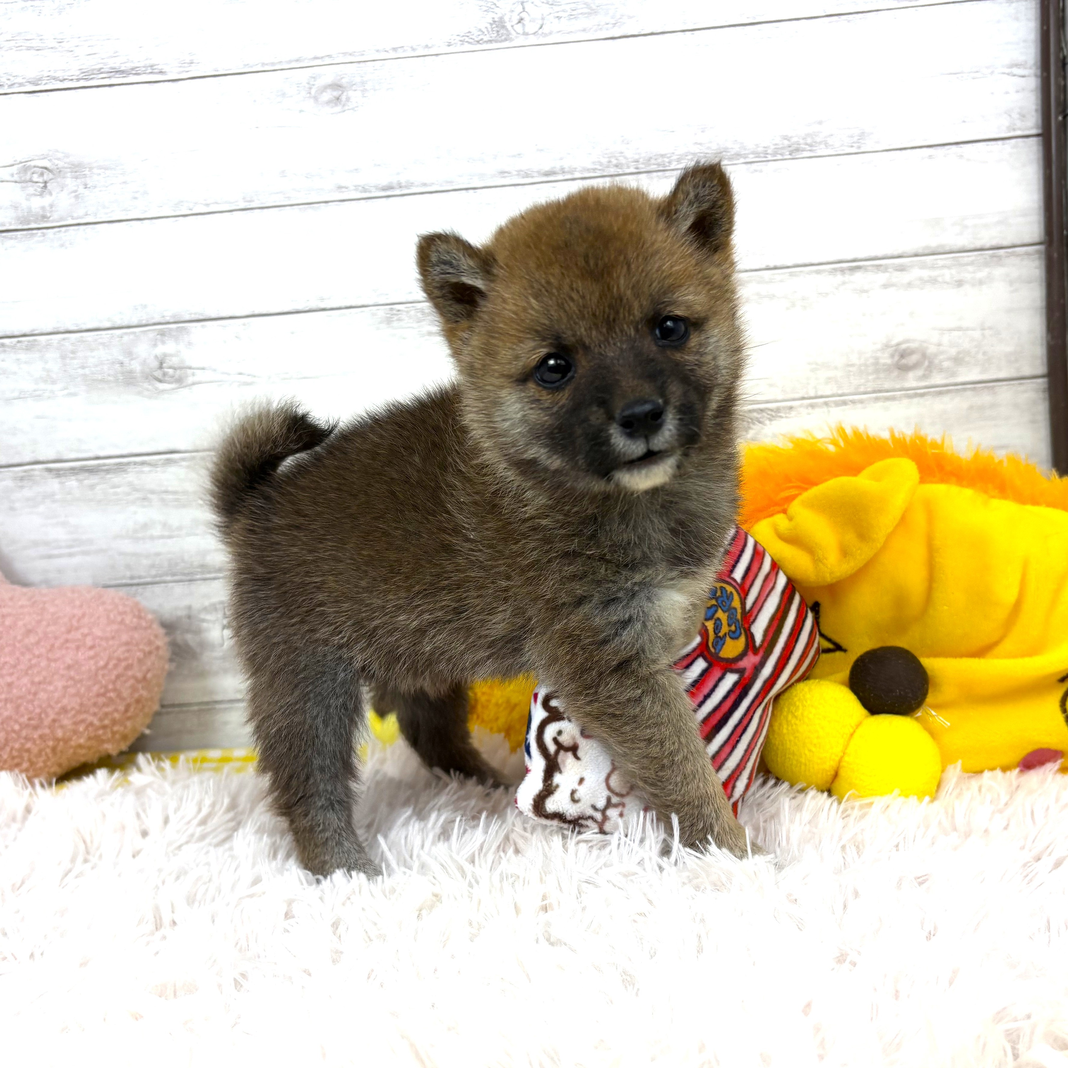 豆柴女の子の写真