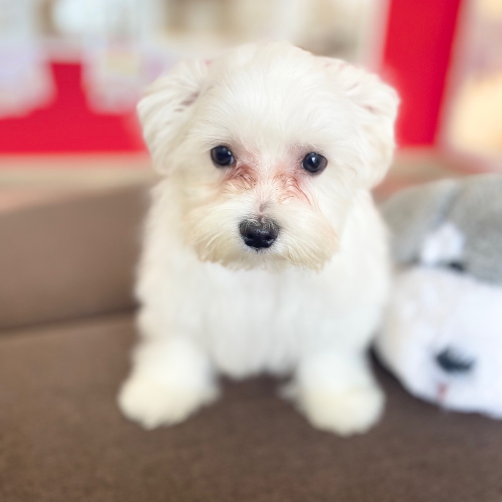 静岡県のマルチーズ (犬の家＆猫の里MEGAドン・キホーテ袋井店/2025年12月2日生まれ/女の子/ホワイト)の子犬の1枚目の画像