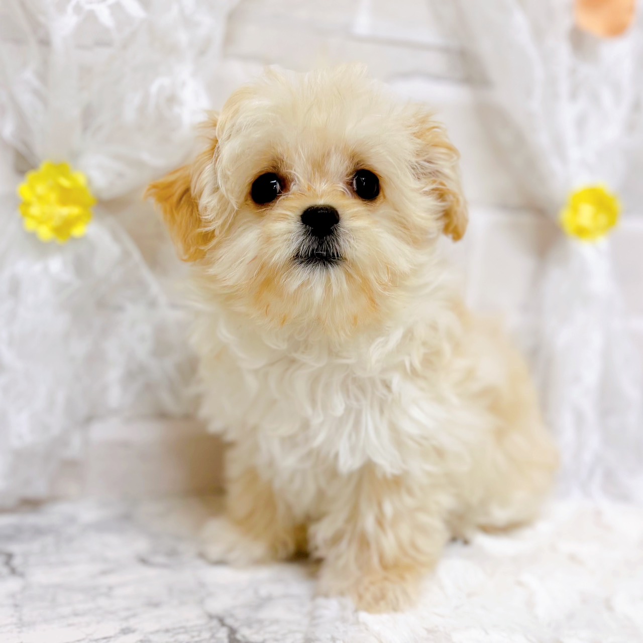 ハーフ犬女の子の写真