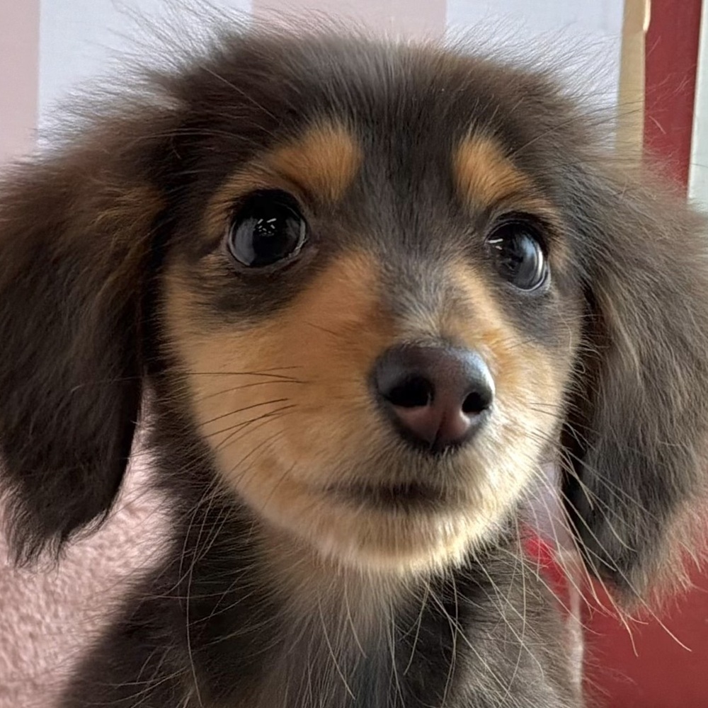 ミニチュアダックス女の子の写真