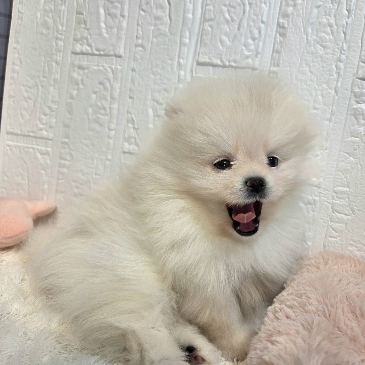 クリーム系のポメラニアンの子犬一覧 | ペットショップ 犬の家&猫の里
