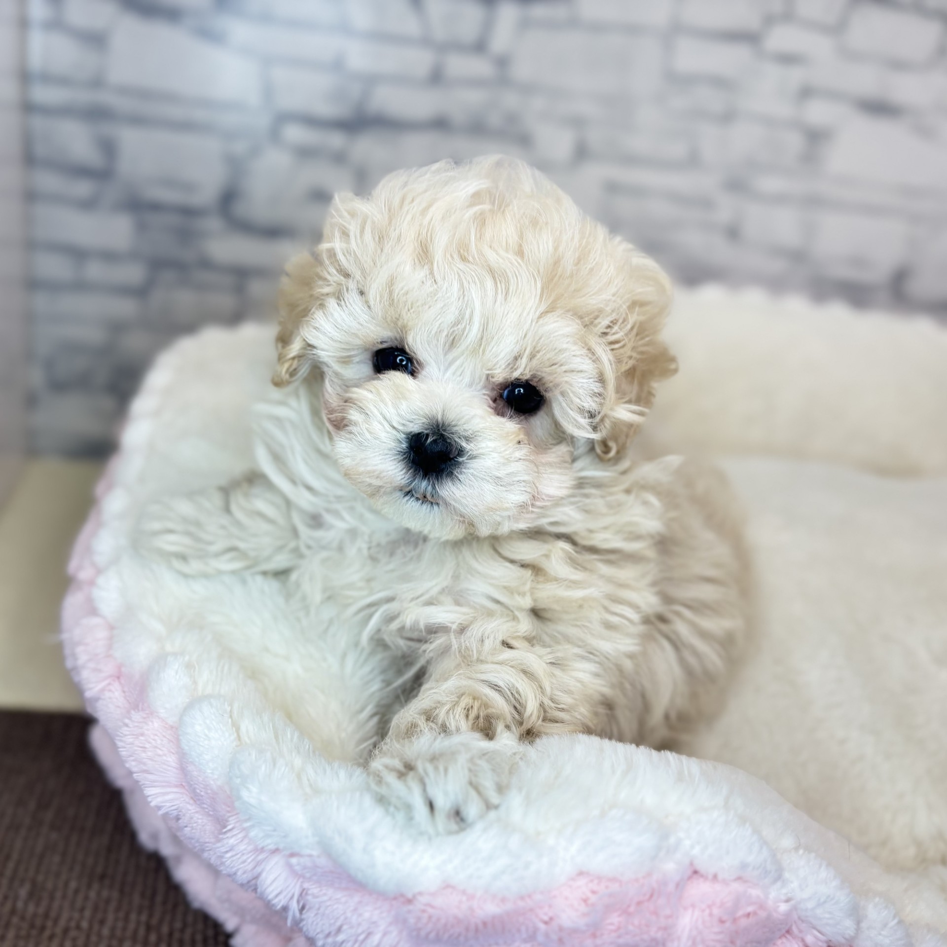 長野県のマルプー(マルチーズ×プードル) (犬の家＆猫の里長野店/2025年12月6日生まれ/女の子/クリーム)の子犬の1枚目の画像
