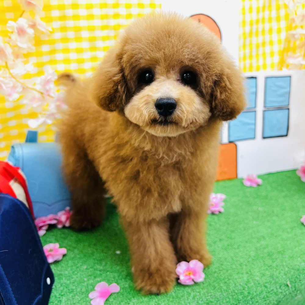 愛知県のトイプードル(トイ) (犬の家＆猫の里名古屋天白店/2025年12月11日生まれ/男の子/レッド)の子犬の1枚目の画像