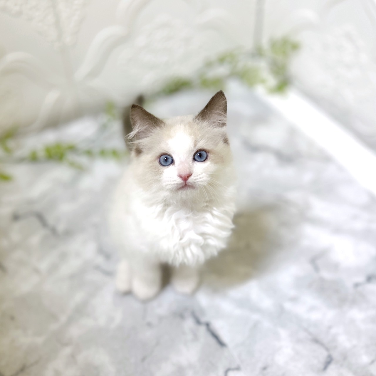 愛知県のラグドール (犬の家＆猫の里岡崎店/2025年12月12日生まれ/男の子/シールポイントバイカラー)の子猫の1枚目の画像