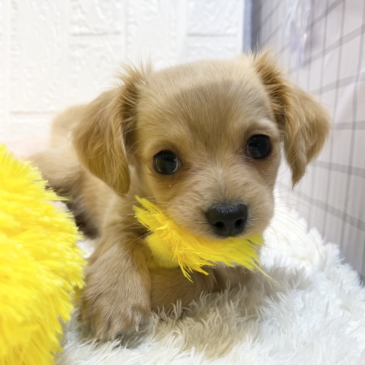 長野県のチワックス(チワワ×ダックス) (犬の家＆猫の里カインズ梓川店/2025年12月13日生まれ/男の子/クリーム)の子犬