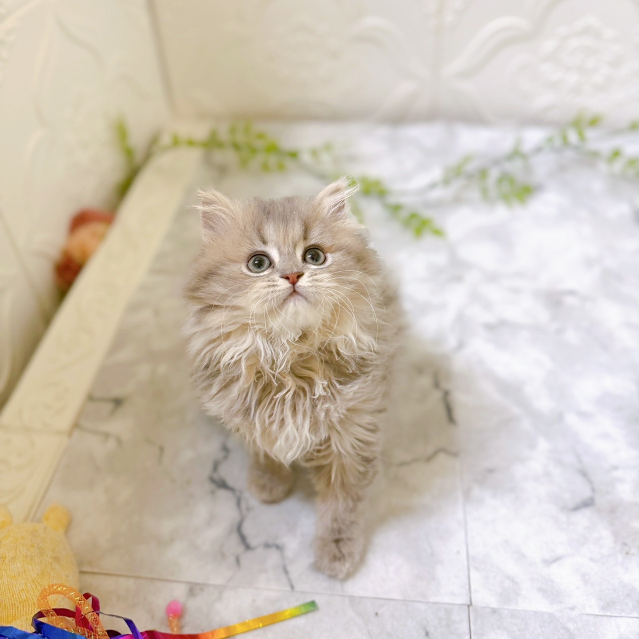 愛知県のミヌエット (犬の家＆猫の里岡崎店/2025年12月14日生まれ/女の子/ブルーチンチラゴールデン)の子猫の1枚目の画像