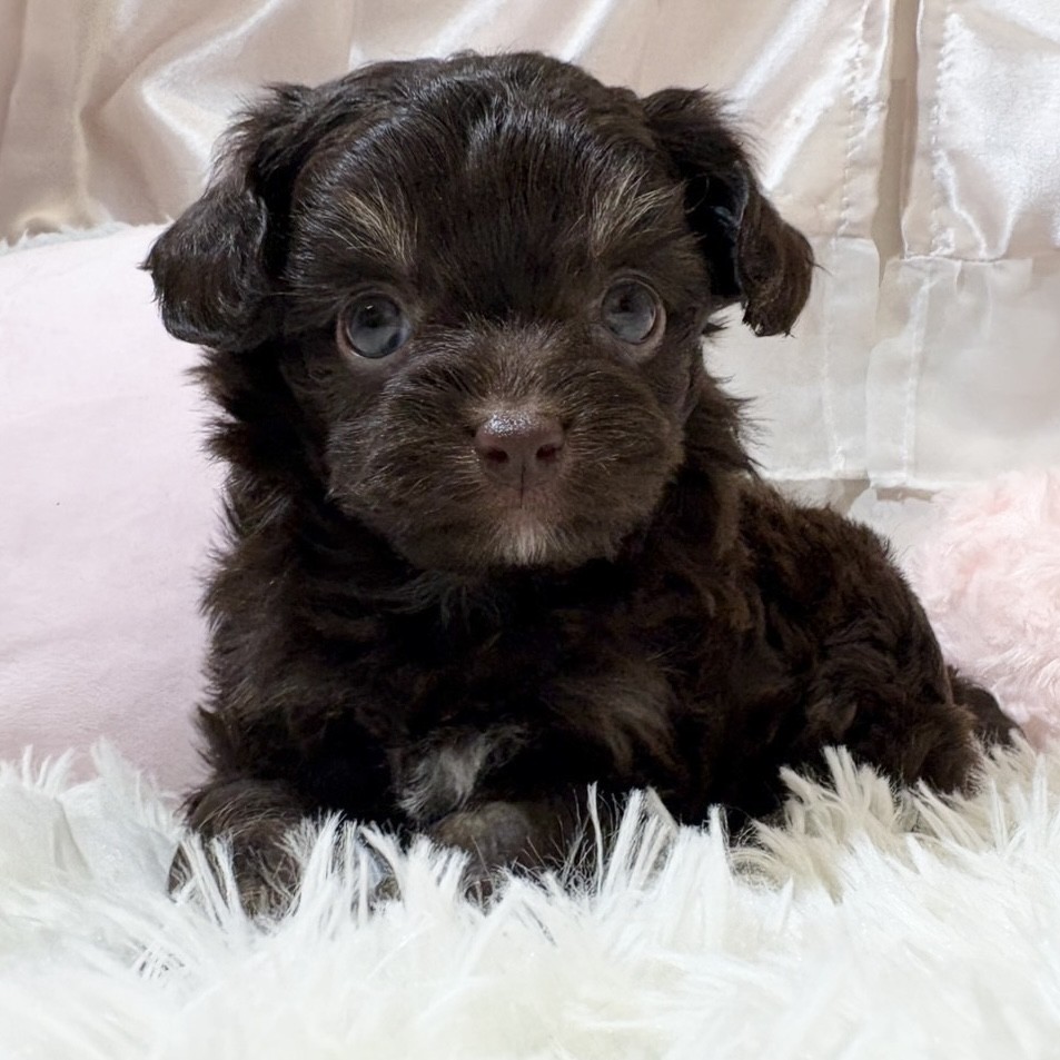 兵庫県のチワプー/プーチー(チワワ×プードル) (犬の家＆猫の里カナート西神戸店/2025年12月18日生まれ/女の子/チョコレートクリーム)の子犬の1枚目の画像
