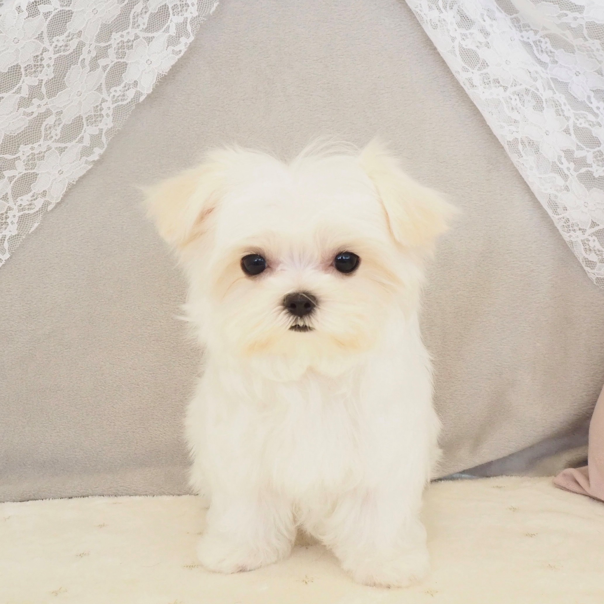 マルチーズ女の子の写真