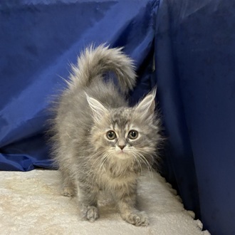 愛知県のサイベリアン (犬の家＆猫の里一宮店/2025年12月10日生まれ/女の子/ブルーパッチドタビーホワイト)の子猫の1枚目の画像