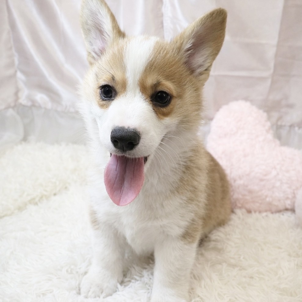 兵庫県のウェルシュコーギーペンブローク (犬の家＆猫の里カナート西神戸店/2025年12月19日生まれ/男の子/セーブルホワイト)の子犬の1枚目の画像