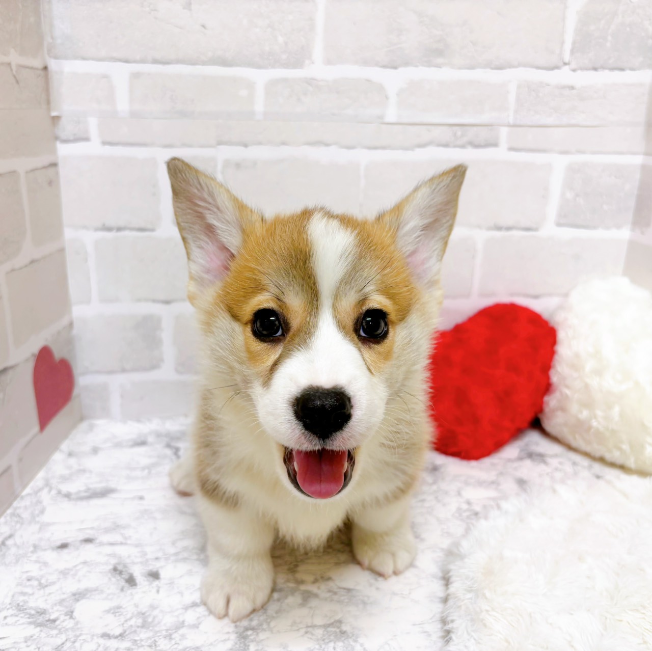 京都府のウェルシュコーギーペンブローク (犬の家＆猫の里京都精華店/2025年12月19日生まれ/男の子/セーブルホワイト)の子犬の1枚目の画像