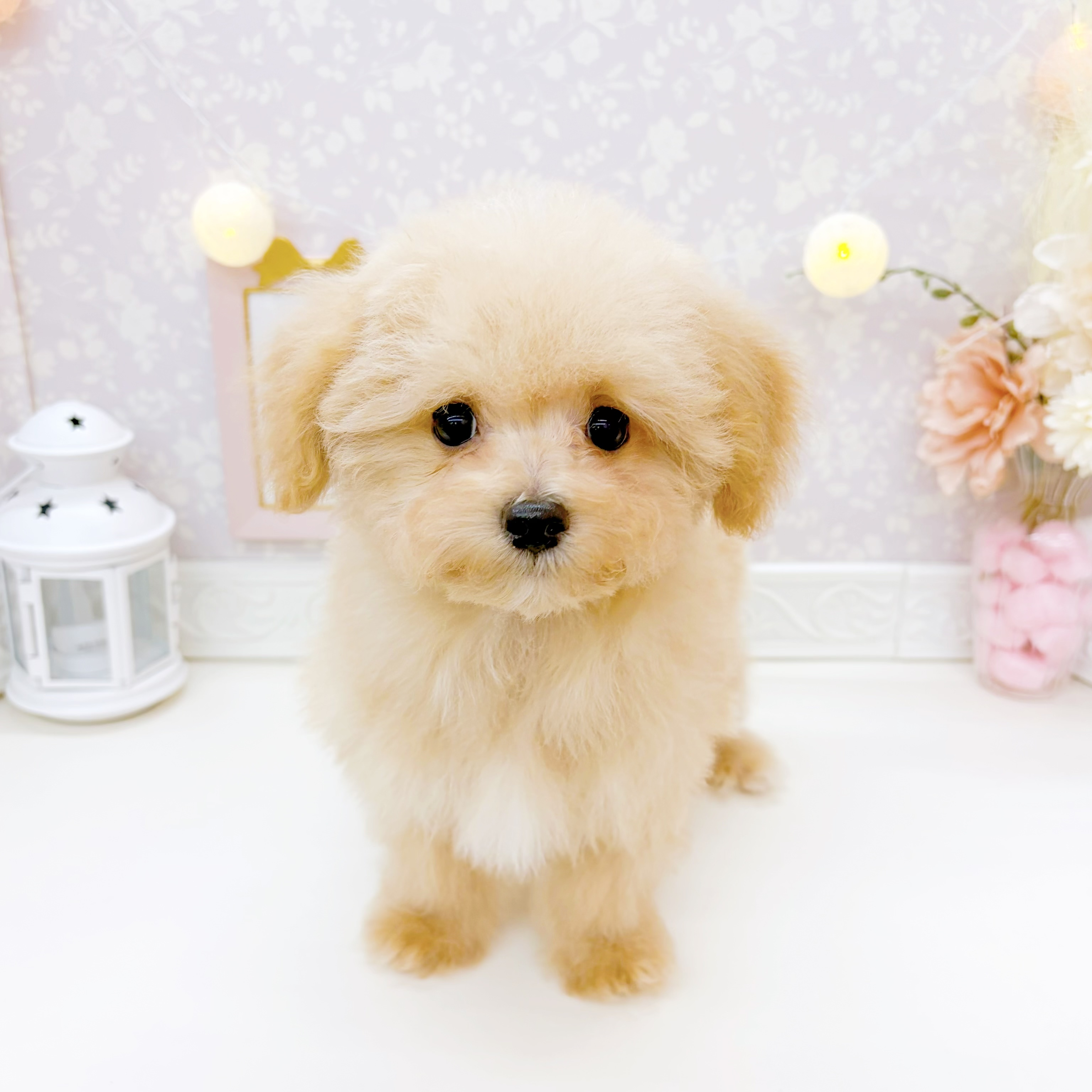 富山県のマルプー(マルチーズ×プードル) (犬の家＆猫の里富山店/2025年12月18日生まれ/男の子/クリームホワイト)の子犬の1枚目の画像