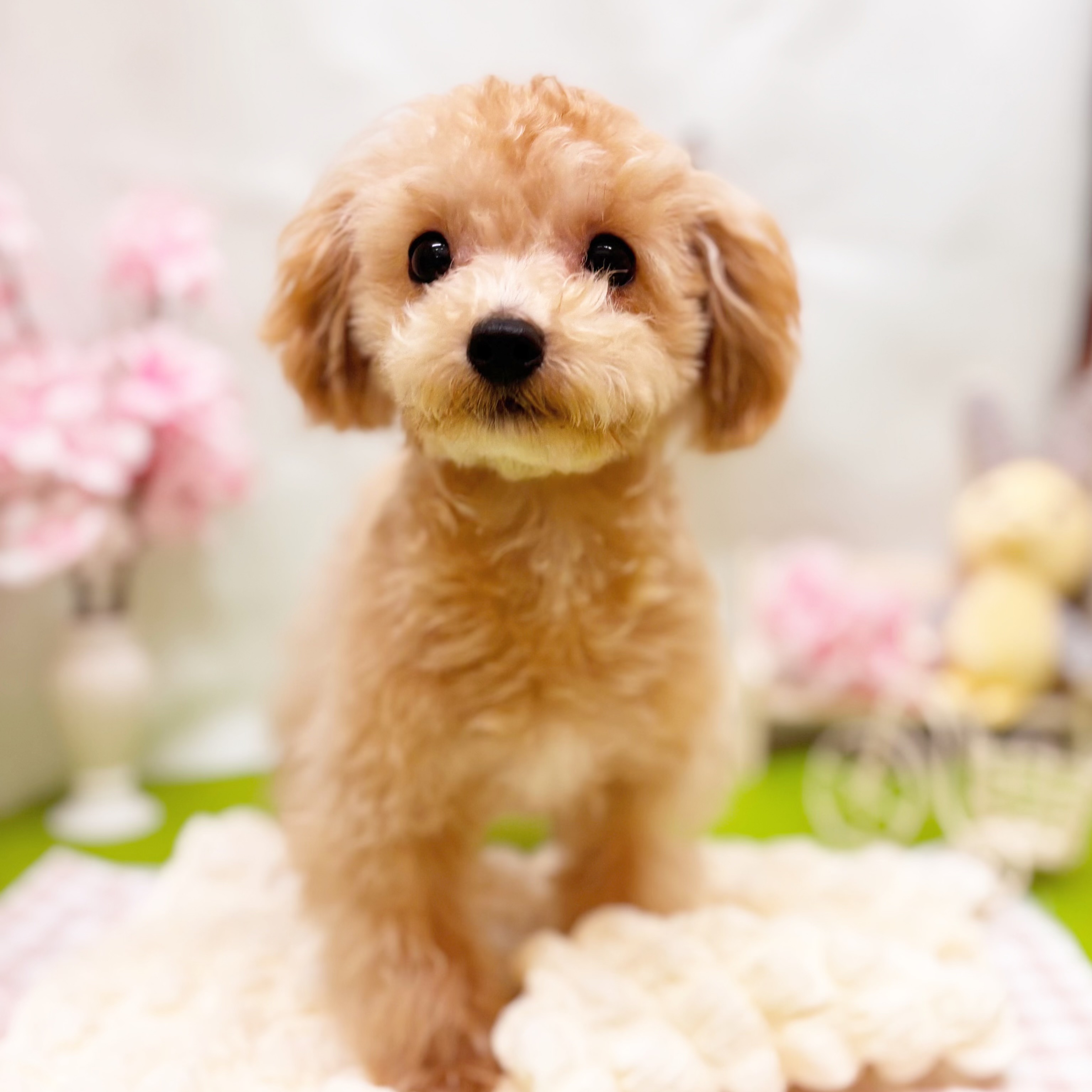 ハーフ犬男の子の写真