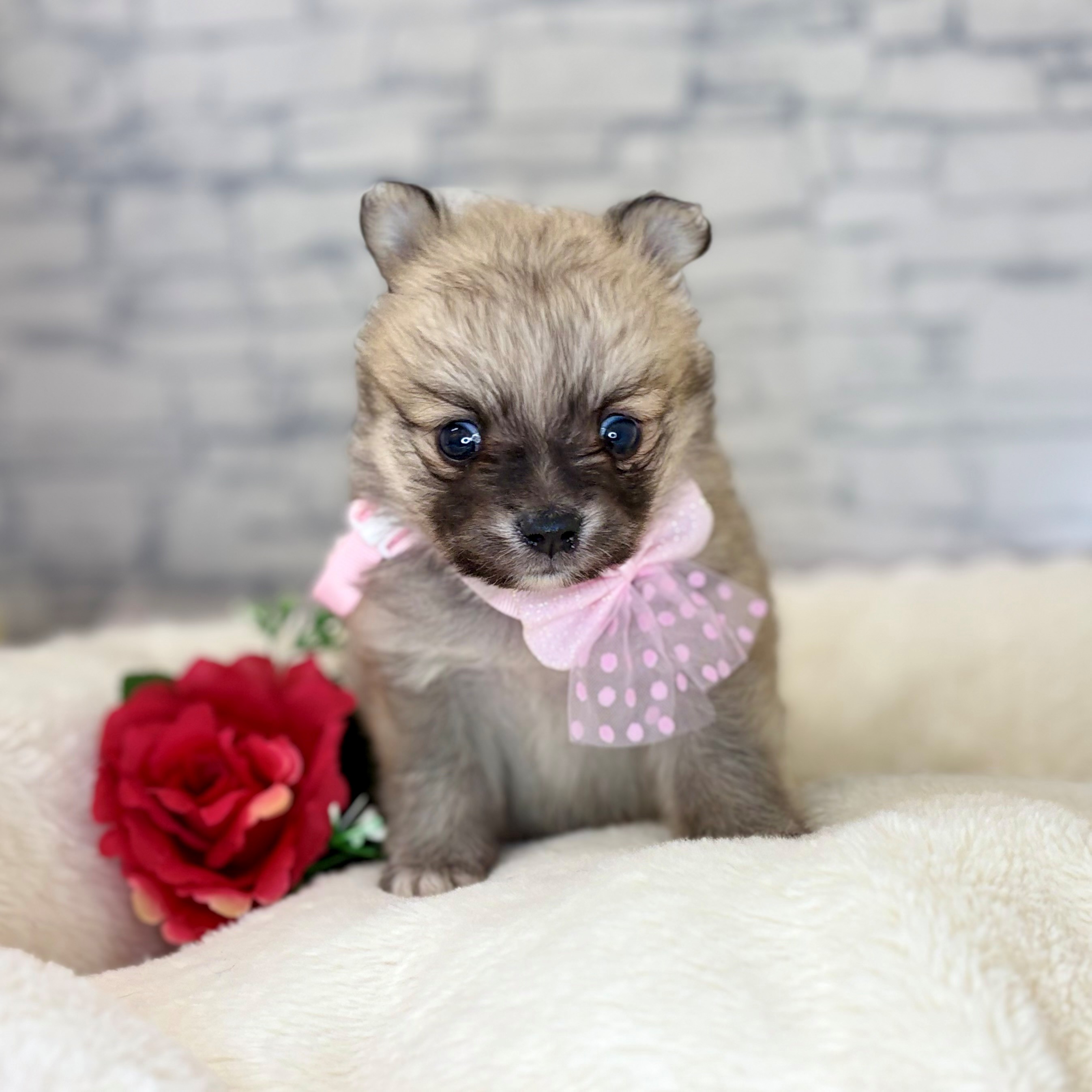 ハーフ犬女の子の写真