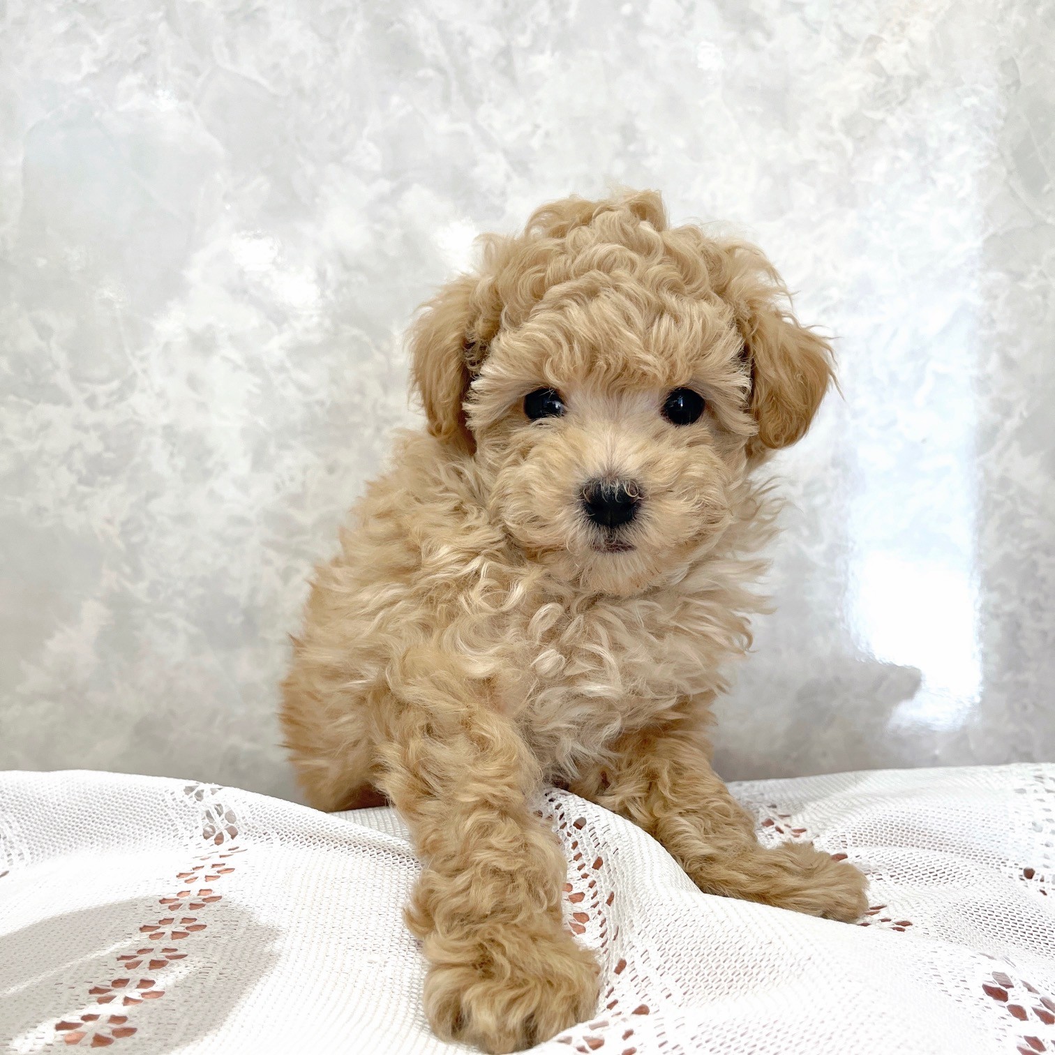 福岡県のトイプードル(トイ) (犬の家＆猫の里くりえいと宗像店/2025年12月21日生まれ/女の子/アプリコット)の子犬