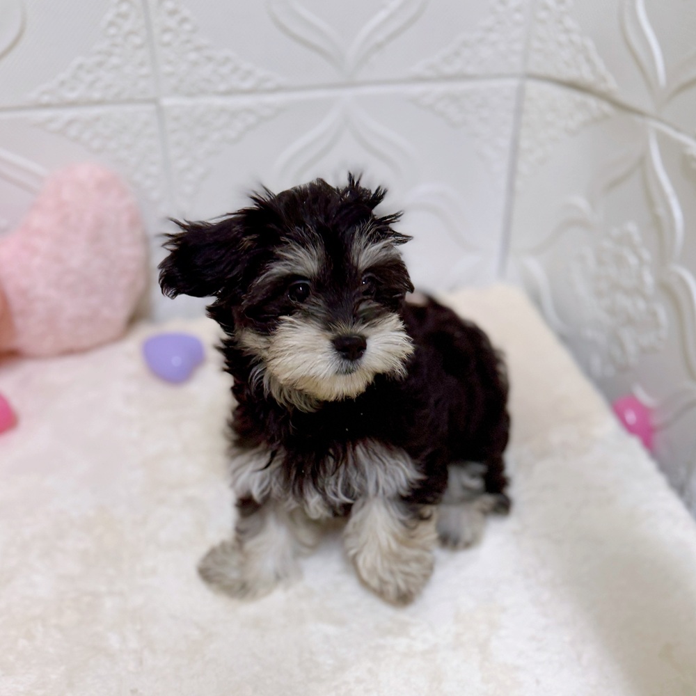 愛知県のマルックス(マルチーズ×ダックス) (犬の家＆猫の里岡崎店/2025年12月28日生まれ/女の子/ブラックタンホワイト)の子犬の1枚目の画像