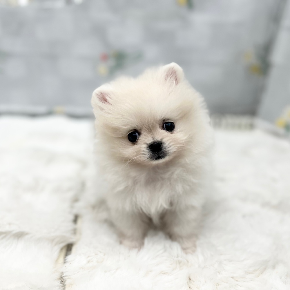 静岡県のポメラニアン (犬の家＆猫の里MEGAドン・キホーテ袋井店/2025年12月30日生まれ/男の子/クリーム)の子犬の1枚目の画像