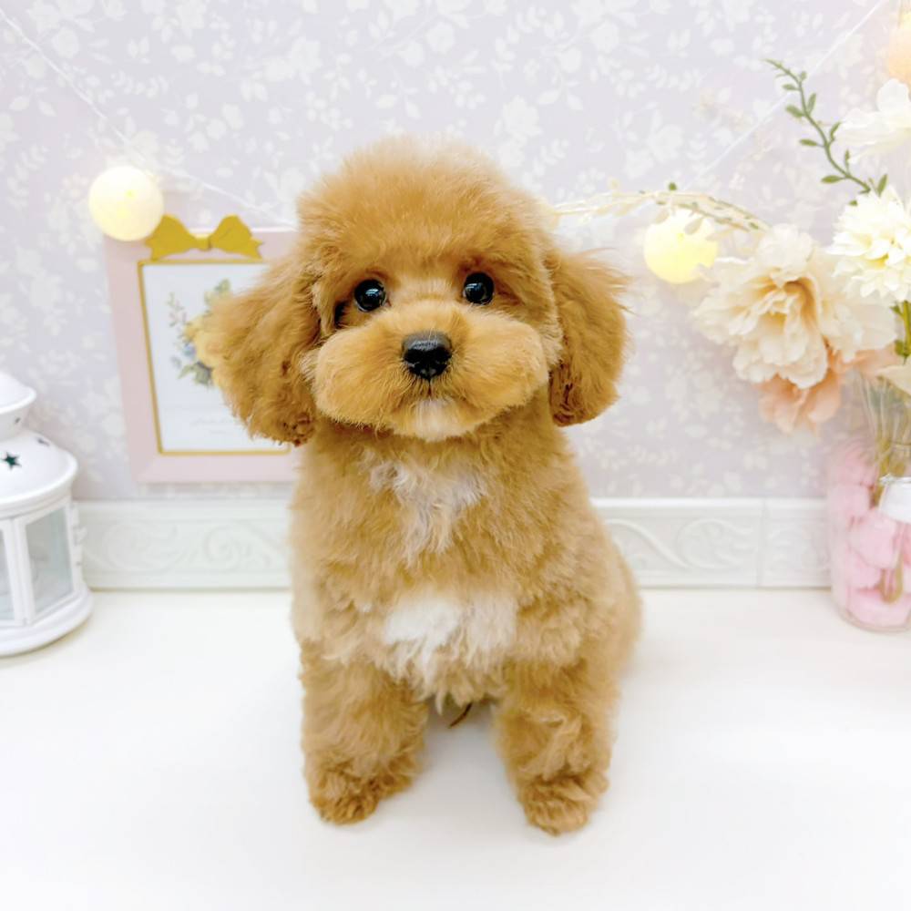 トイプードル男の子の写真