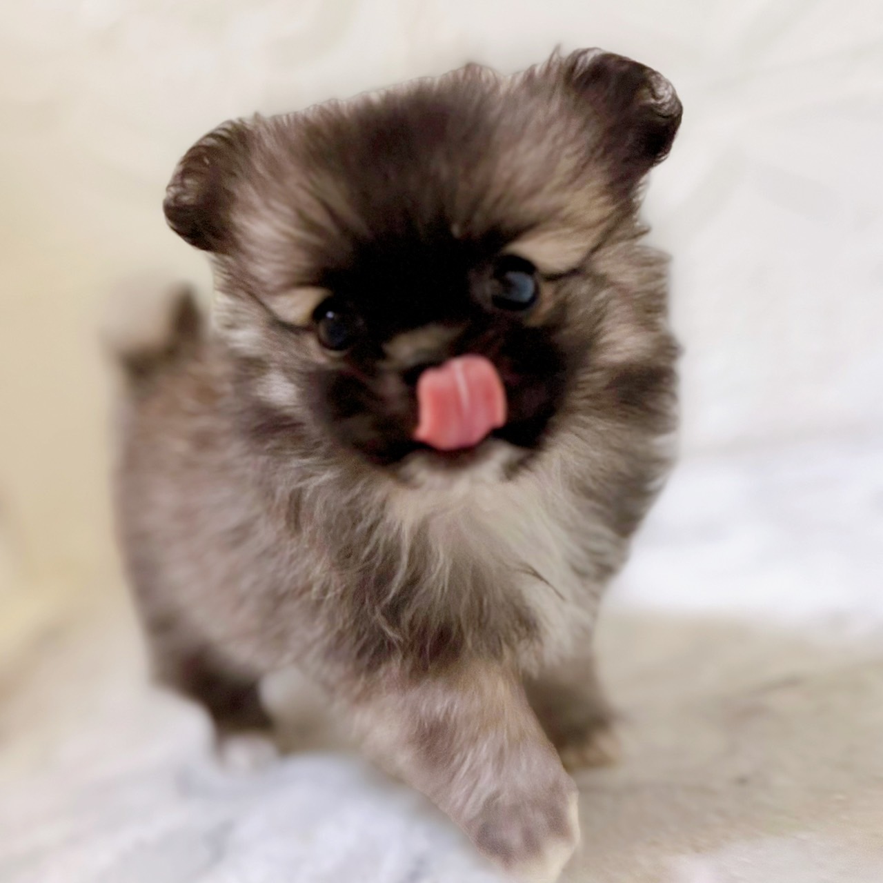 愛知県のペキポメ/ポメペキ(ペキニーズ×ポメラニアン) (犬の家＆猫の里岡崎店/2025年12月30日生まれ/女の子/フォーン)の子犬の1枚目の画像