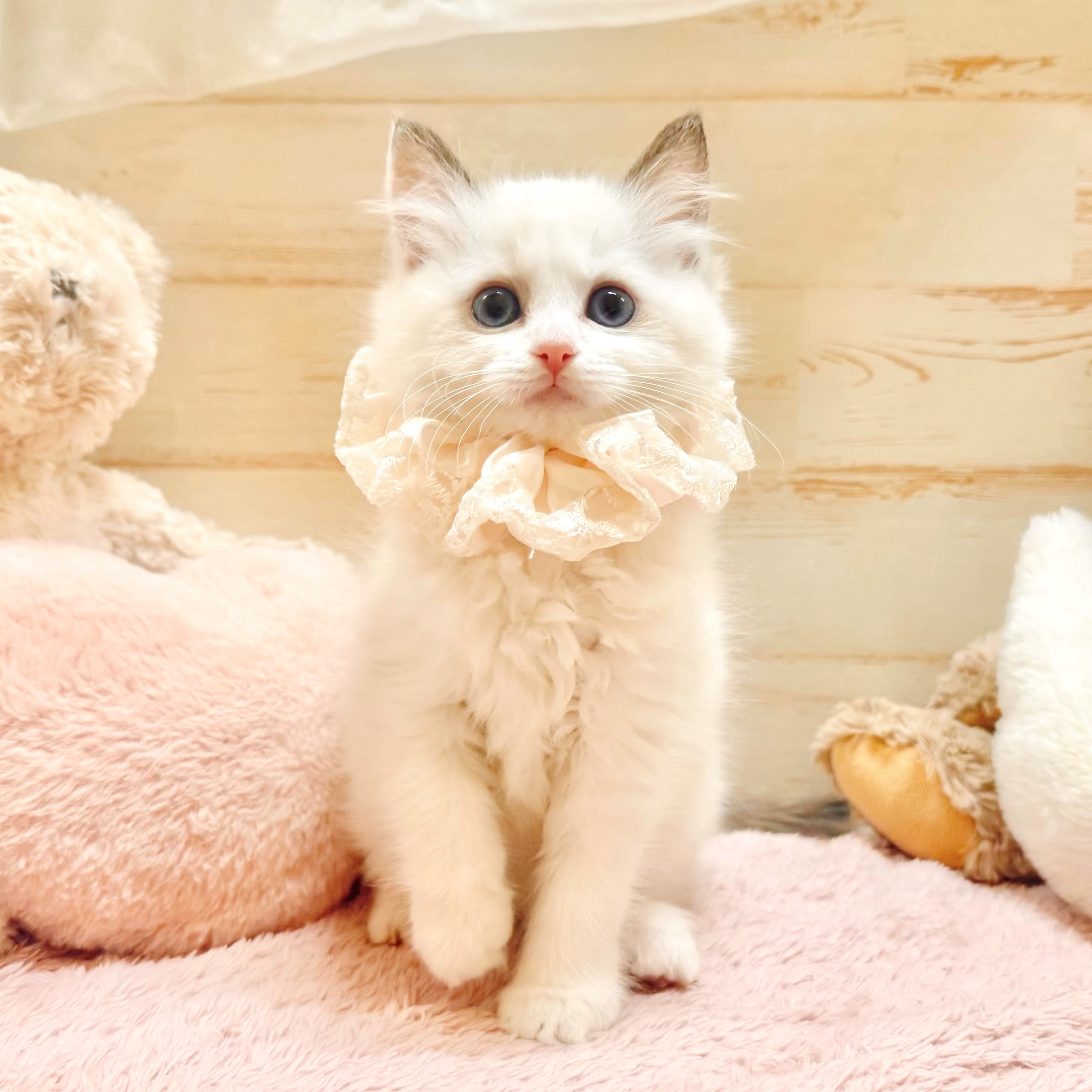 兵庫県のラグドール (犬の家＆猫の里神戸店/2025年12月28日生まれ/女の子/シールポイントバイカラー)の子猫の1枚目の画像