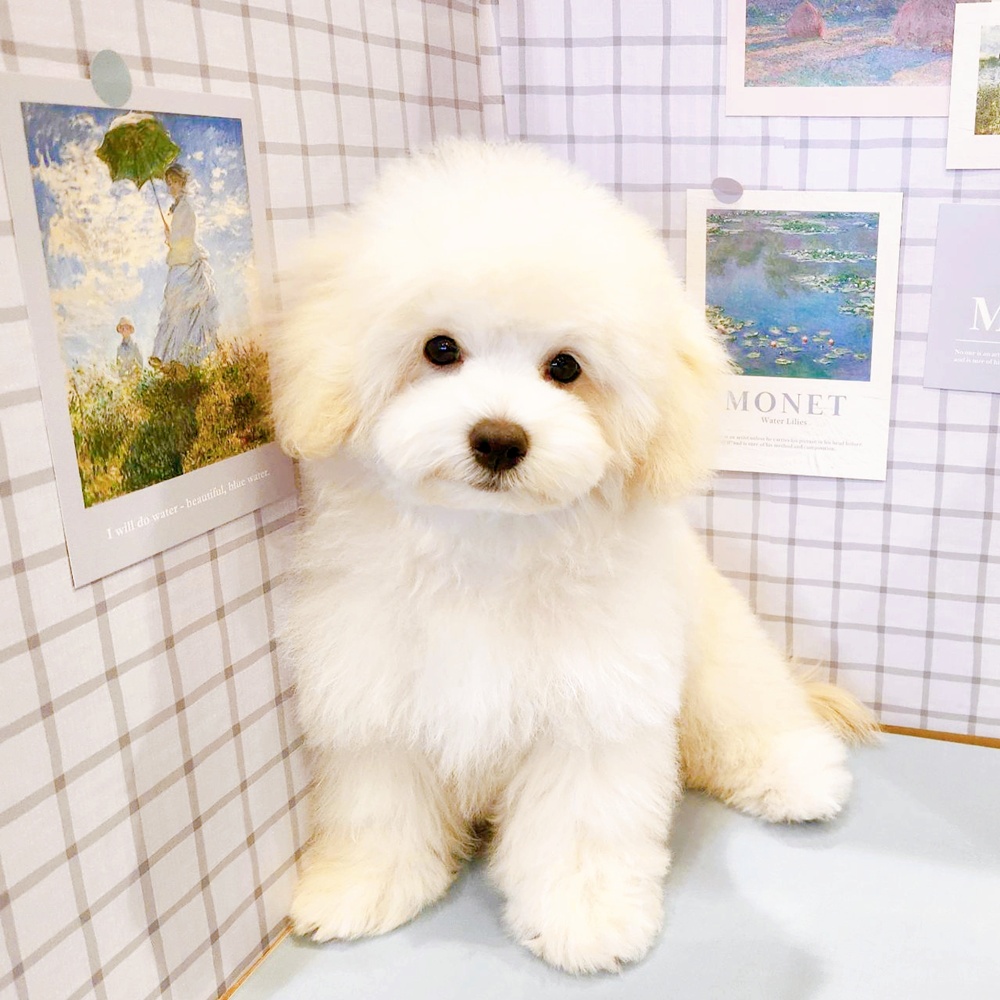 ハーフ犬男の子の写真