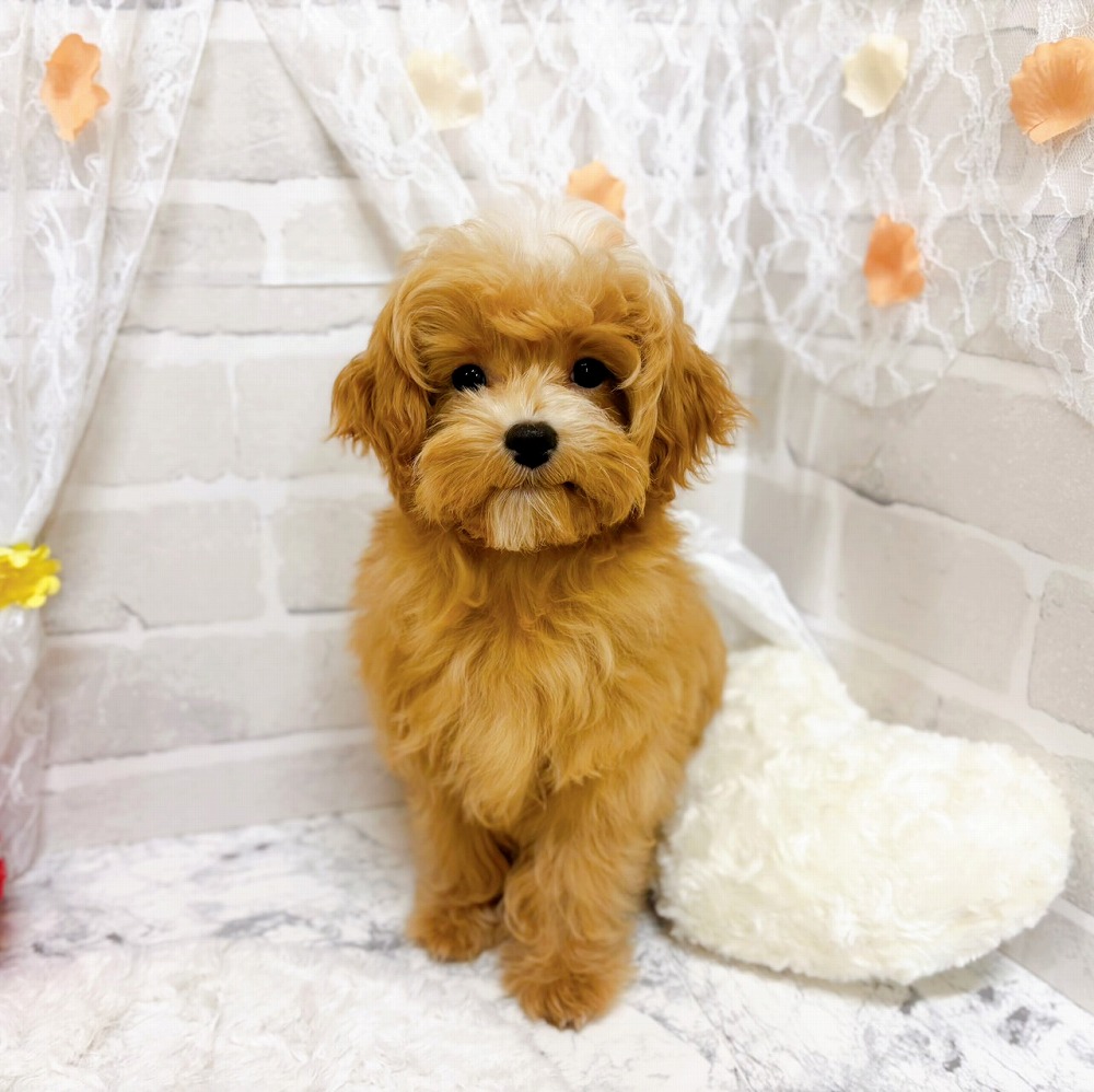京都府のマルプー(マルチーズ×プードル) (犬の家＆猫の里京都精華店/2025年12月30日生まれ/女の子/クリームホワイト)の子犬の1枚目の画像