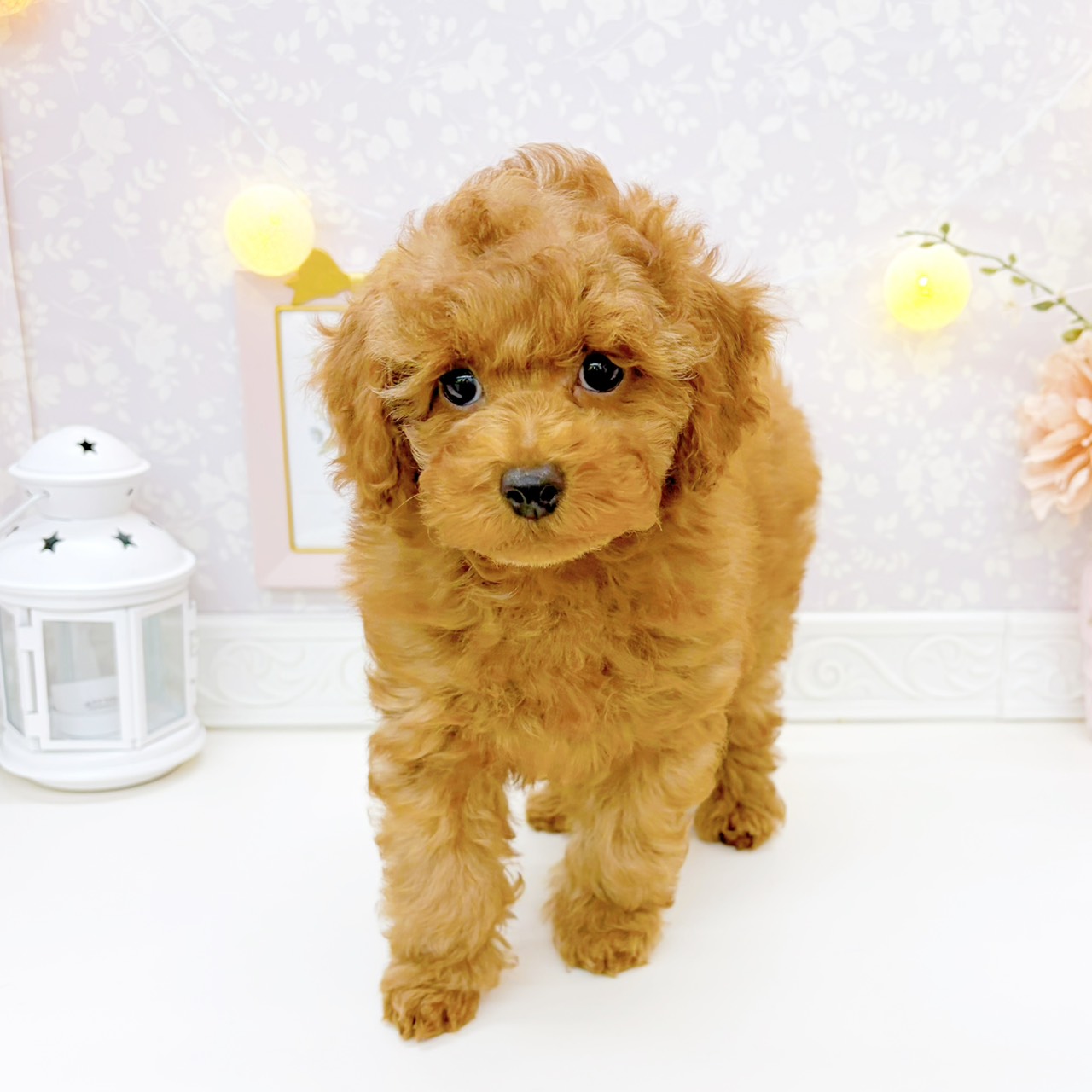 富山県のトイプードル(トイ) (犬の家＆猫の里富山店/2026年1月2日生まれ/男の子/レッドフォーン)の子犬の1枚目の画像