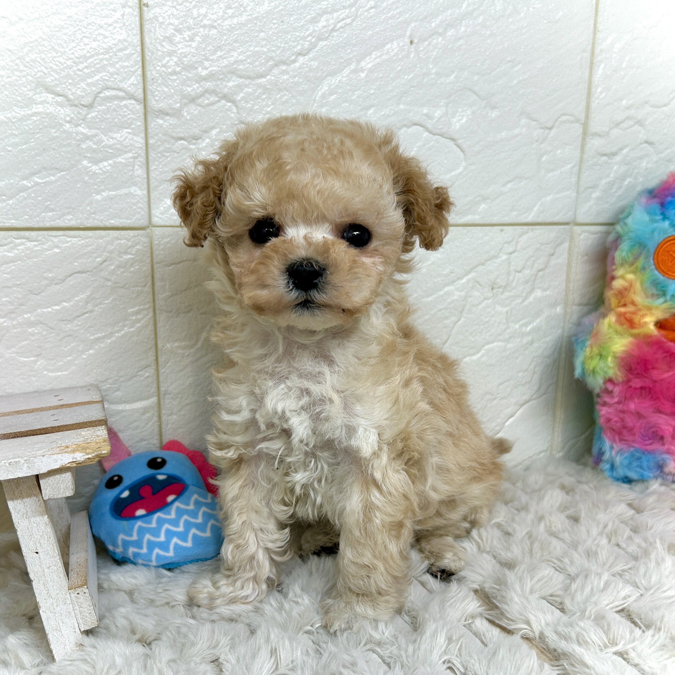 兵庫県のマルプー(マルチーズ×プードル) (犬の家＆猫の里ゆめタウン姫路店/2026年1月2日生まれ/男の子/クリーム)の子犬の1枚目の画像