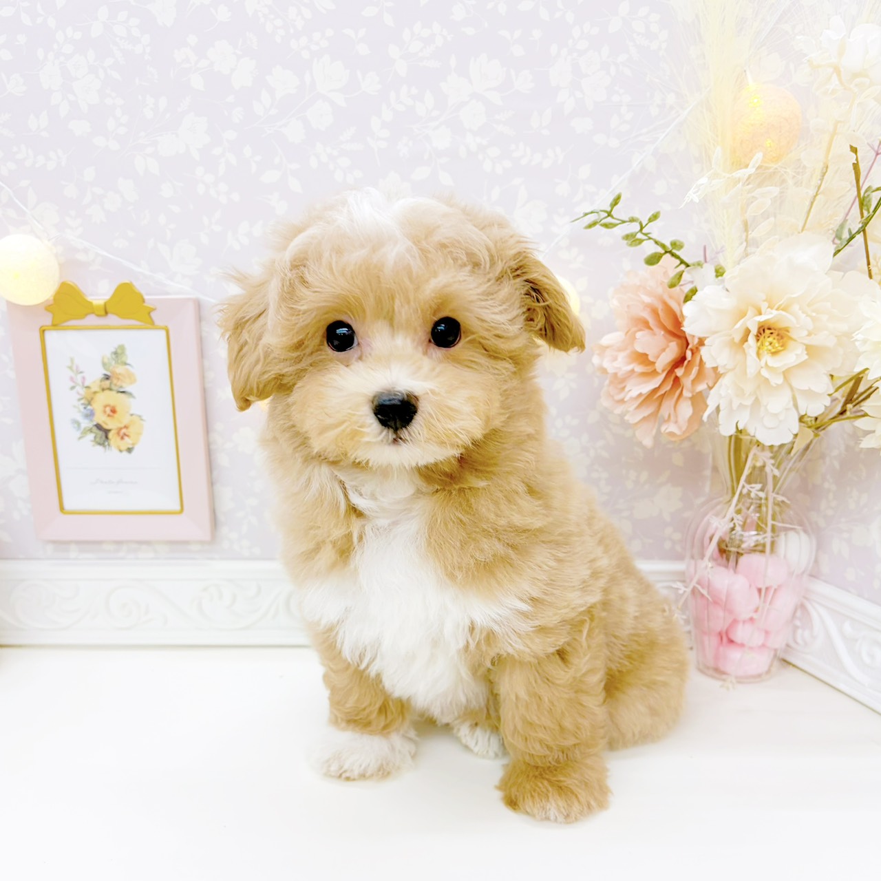 富山県のマルプー(マルチーズ×プードル) (犬の家＆猫の里富山店/2026年1月5日生まれ/男の子/アプリコット)の子犬の1枚目の画像