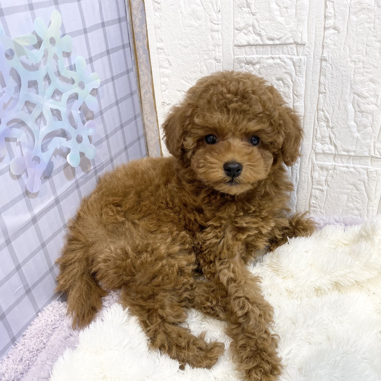 長野県のトイプードル(トイ) (犬の家＆猫の里カインズ梓川店/2025年12月31日生まれ/女の子/レッドフォーン)の子犬の1枚目の画像