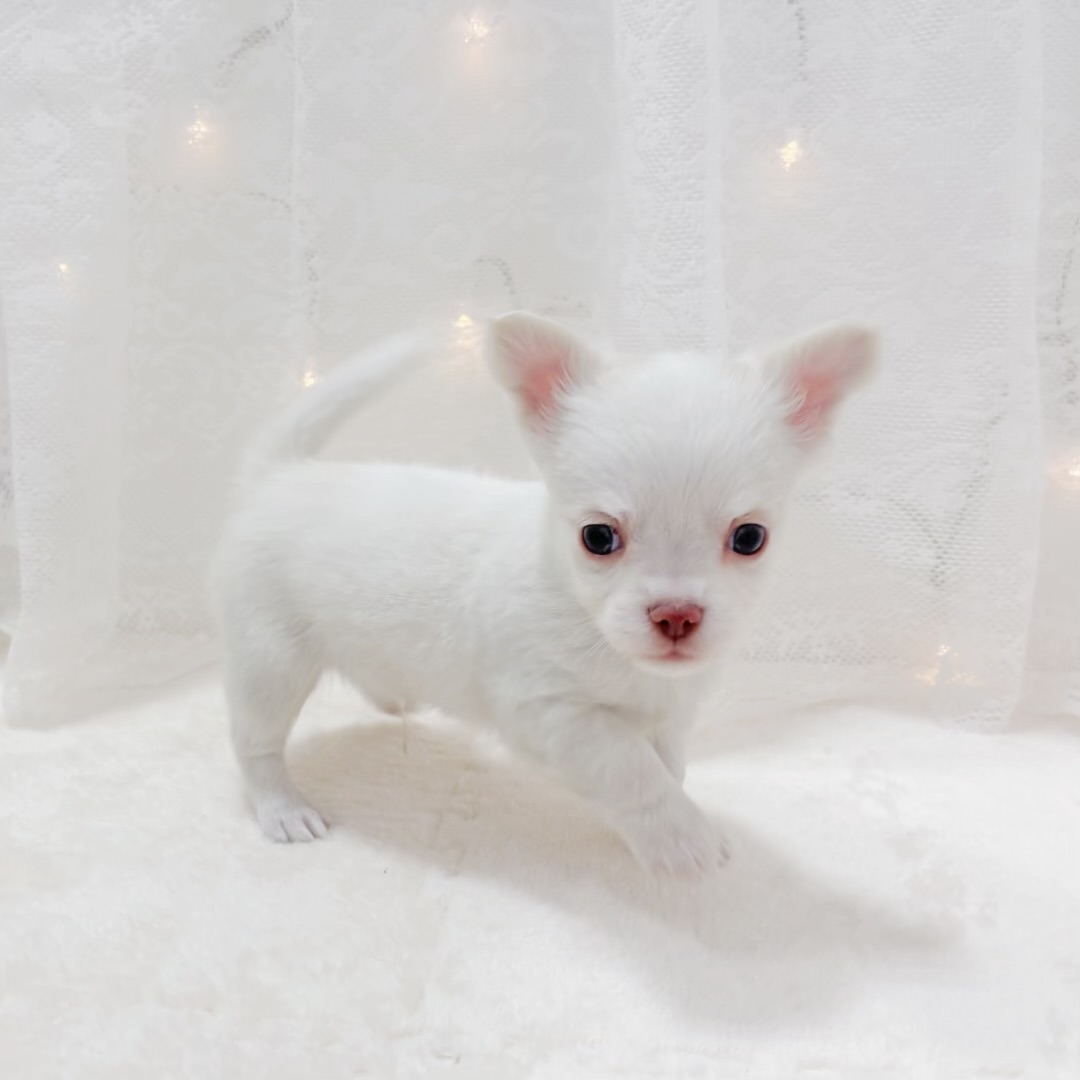 チワワ（ロング）男の子の写真