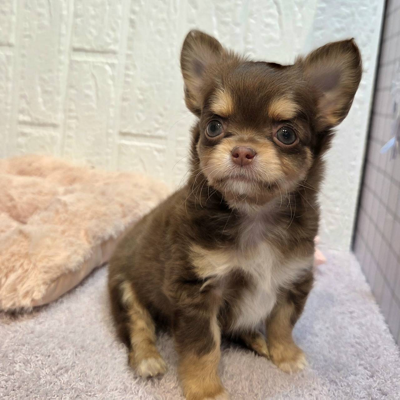 長野県のチワワ(ロング) (犬の家＆猫の里カインズ梓川店/2026年1月7日生まれ/女の子/チョコレートタン)の子犬の1枚目の画像