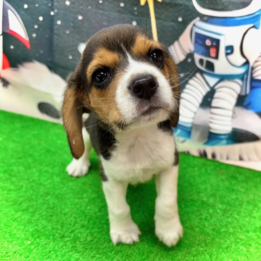 ビーグル女の子の写真