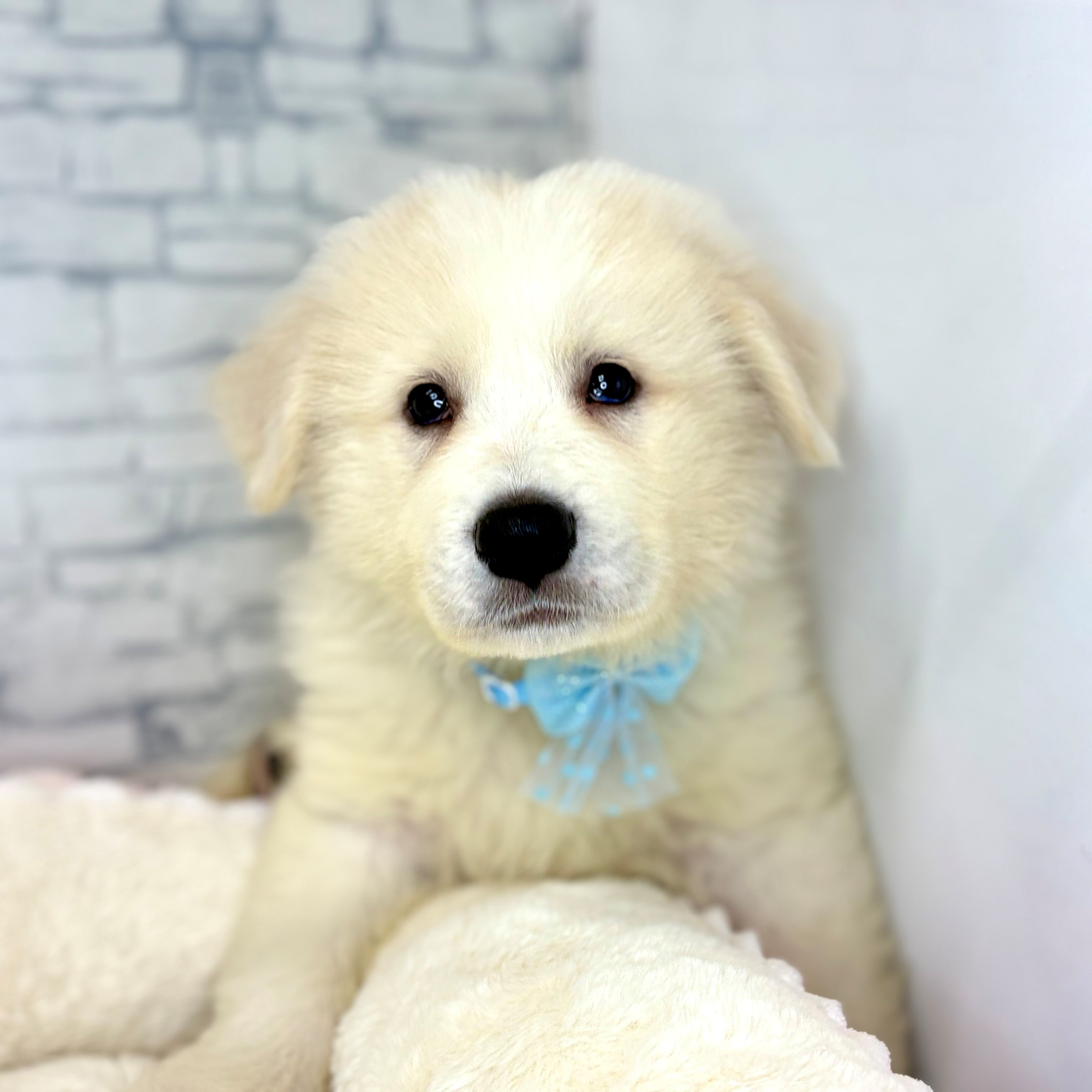 グレートピレニーズ女の子の写真