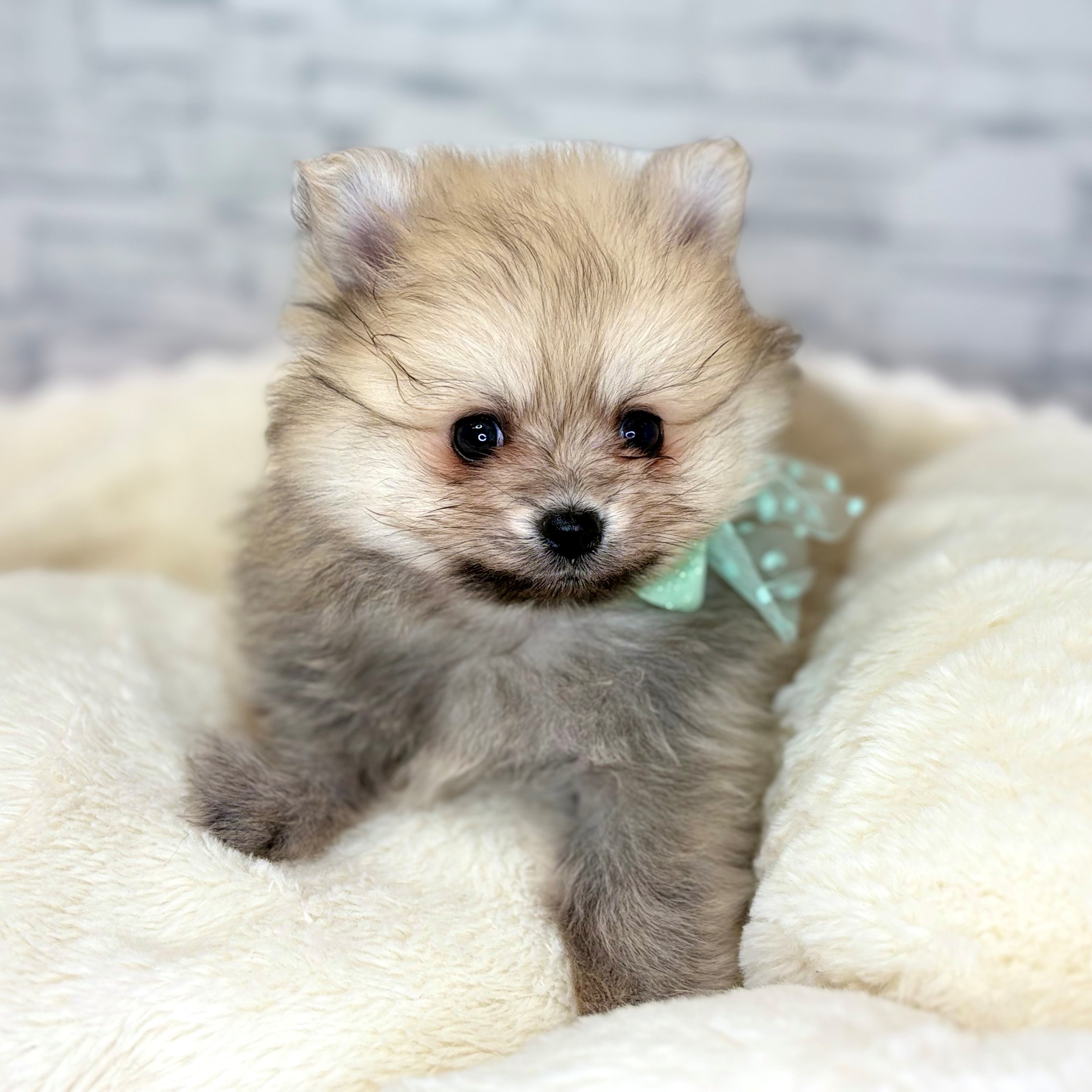 ポメラニアン男の子の写真