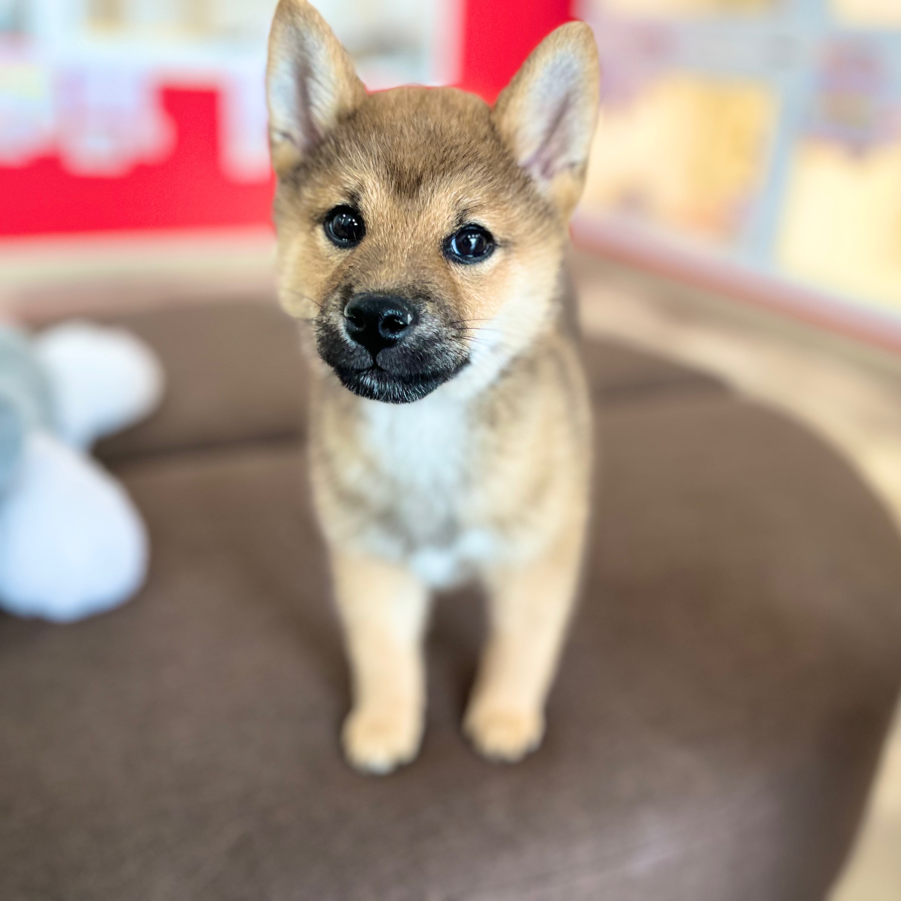 静岡県の柴犬(標準サイズ) (犬の家＆猫の里MEGAドン・キホーテ袋井店/2026年1月12日生まれ/男の子/赤)の子犬の1枚目の画像