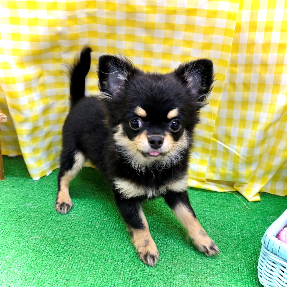 愛知県のチワワ(ロング) (犬の家＆猫の里名古屋天白店/2026年1月11日生まれ/男の子/ブラックタン)の子犬の1枚目の画像