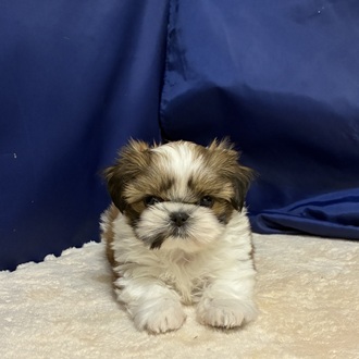 シーズー女の子の写真