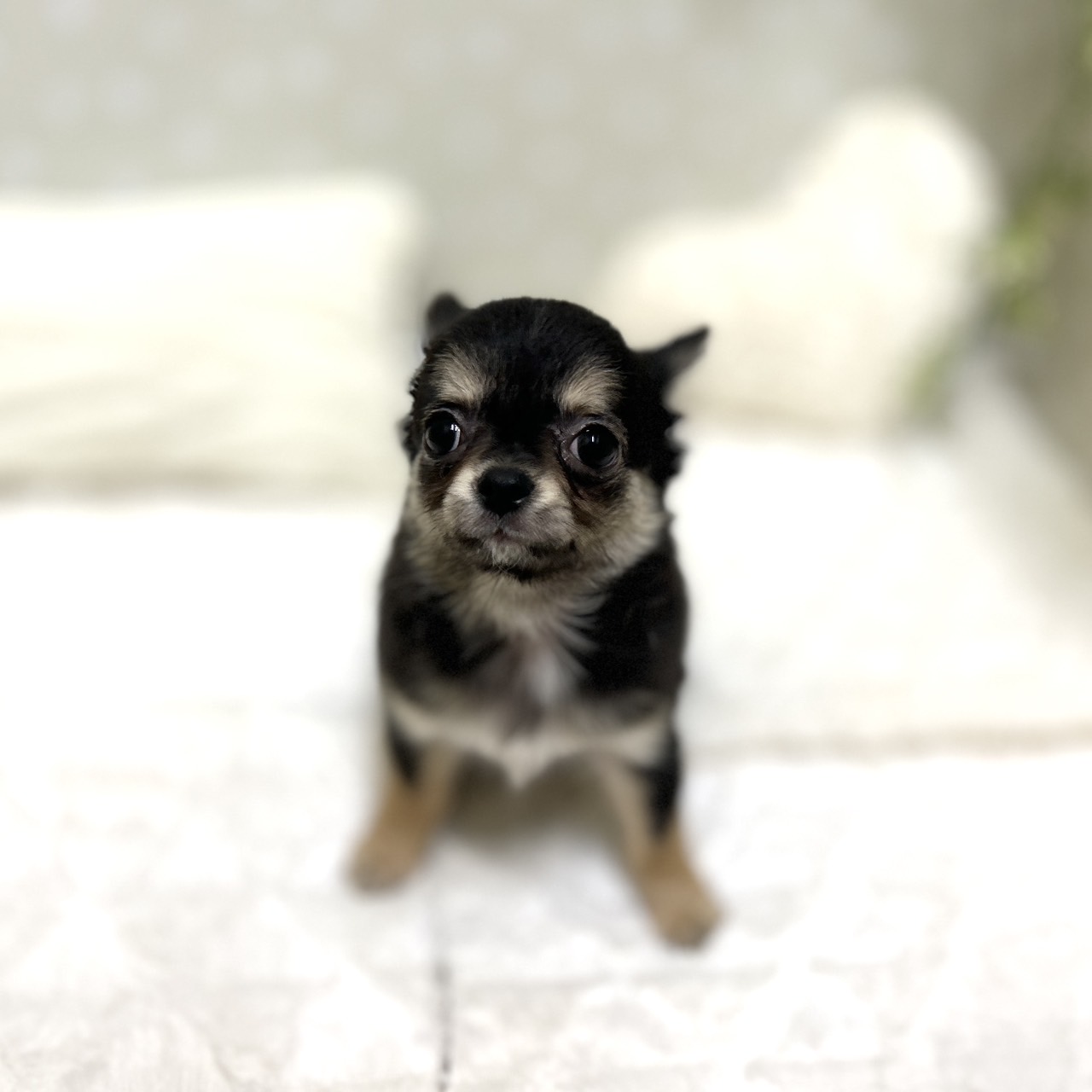 愛知県のチワワ(ロング) (犬の家＆猫の里安城店/2026年1月15日生まれ/女の子/ブラックタンホワイト)の子犬の1枚目の画像