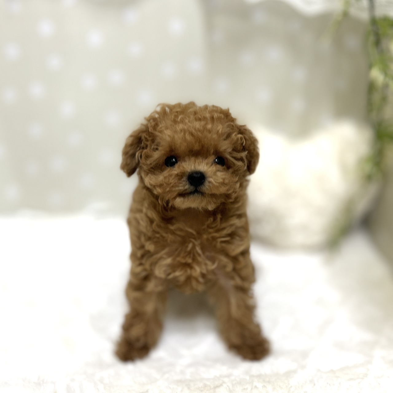 愛知県のトイプードル(ティーカップ) (犬の家＆猫の里安城店/2026年1月15日生まれ/女の子/レッドフォーン)の子犬の1枚目の画像