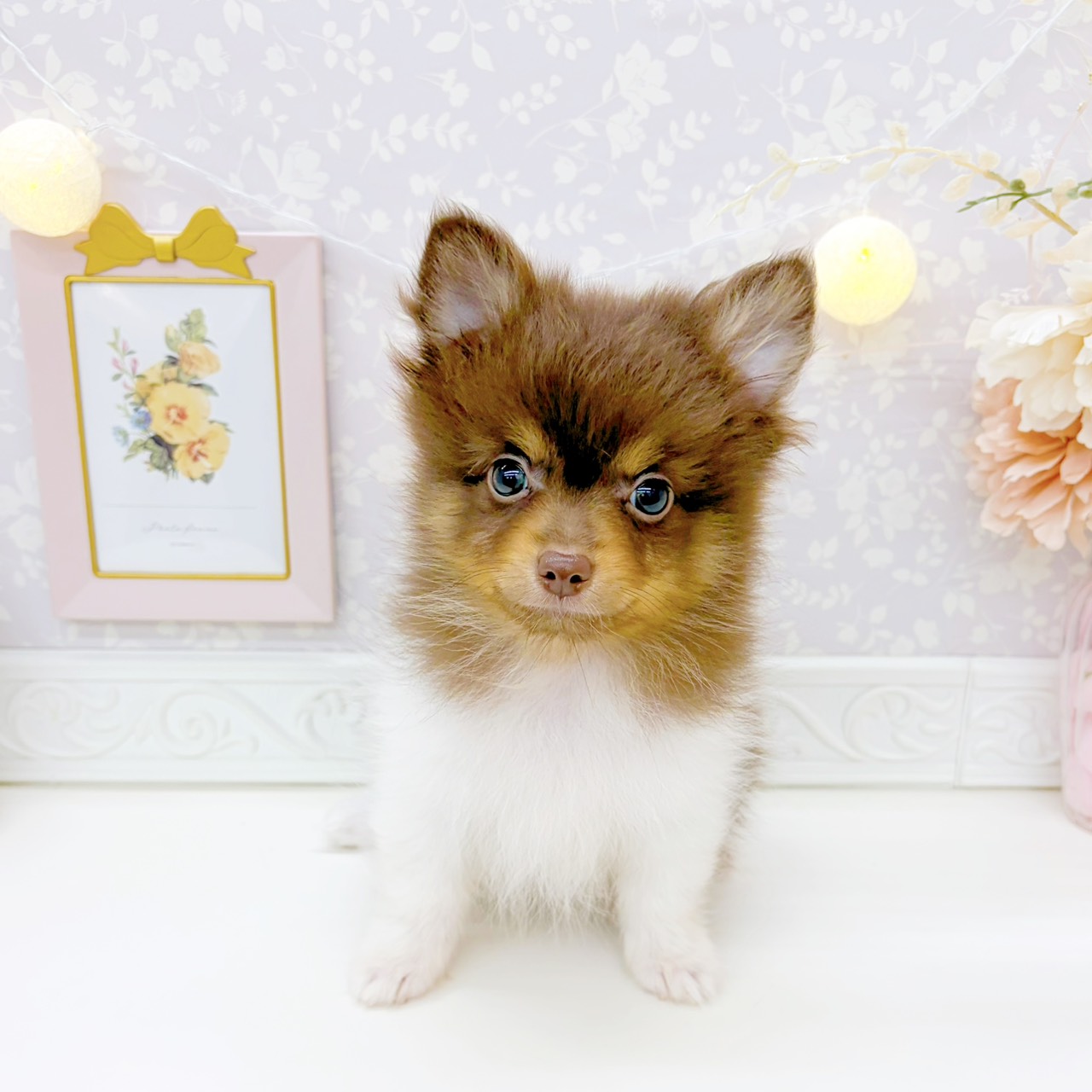 富山県のポメチワ/チワポメ/ポメチー(ポメラニアン×チワワ) (犬の家＆猫の里富山店/2026年1月6日生まれ/男の子/チョコレートタンホワイト)の子犬の1枚目の画像