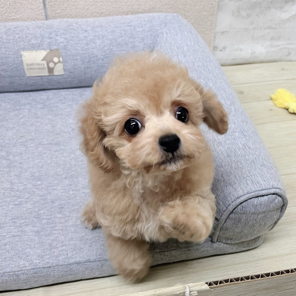 長野県のチワプー/プーチー(チワワ×プードル) (犬の家＆猫の里塩尻店/2026年1月12日生まれ/男の子/アプリコットホワイト)の子犬の1枚目の画像
