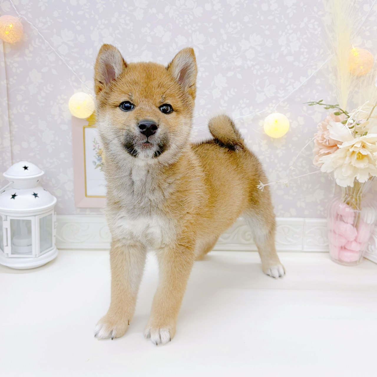 富山県の柴犬(標準サイズ) (犬の家＆猫の里富山店/2026年1月18日生まれ/女の子/赤)の子犬の1枚目の画像