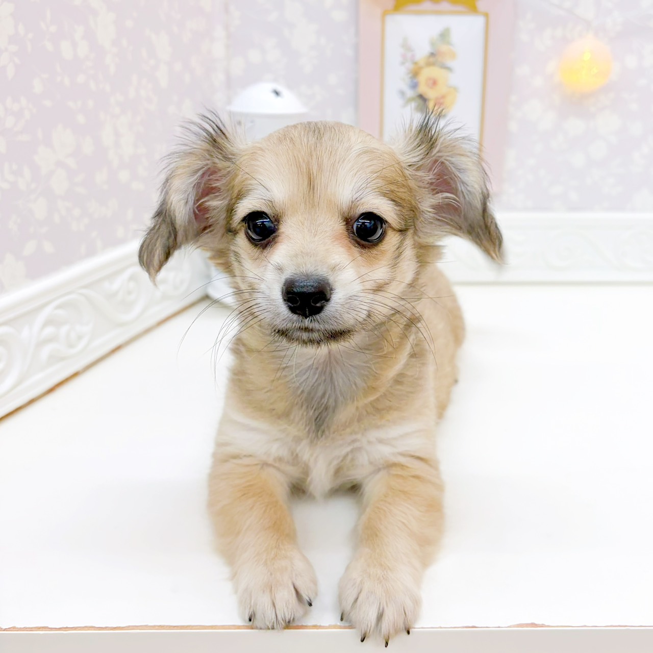 富山県のチワックス(チワワ×ダックス) (犬の家＆猫の里富山店/2026年1月20日生まれ/女の子/シェーデットイエロー)の子犬の1枚目の画像