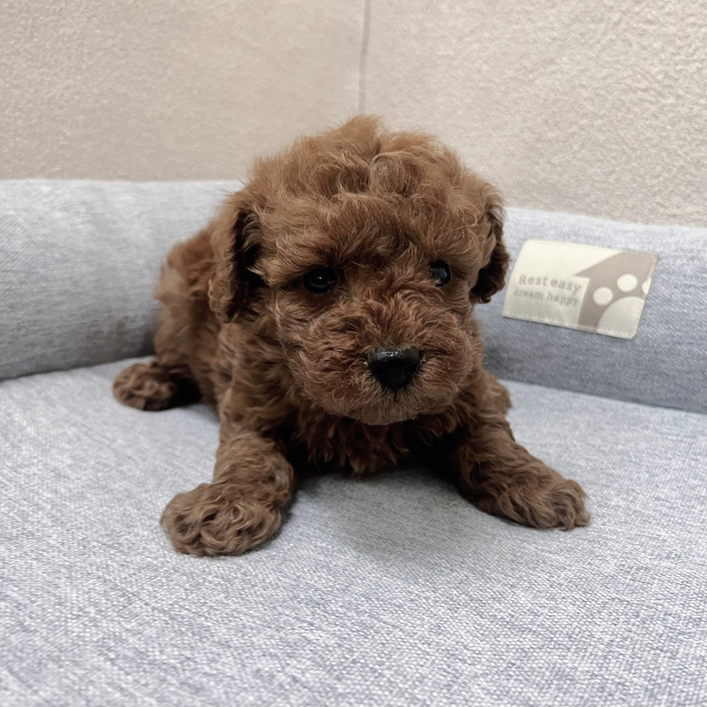 長野県のトイプードル(トイ) (犬の家＆猫の里塩尻店/2026年1月20日生まれ/男の子/レッド)の子犬の1枚目の画像