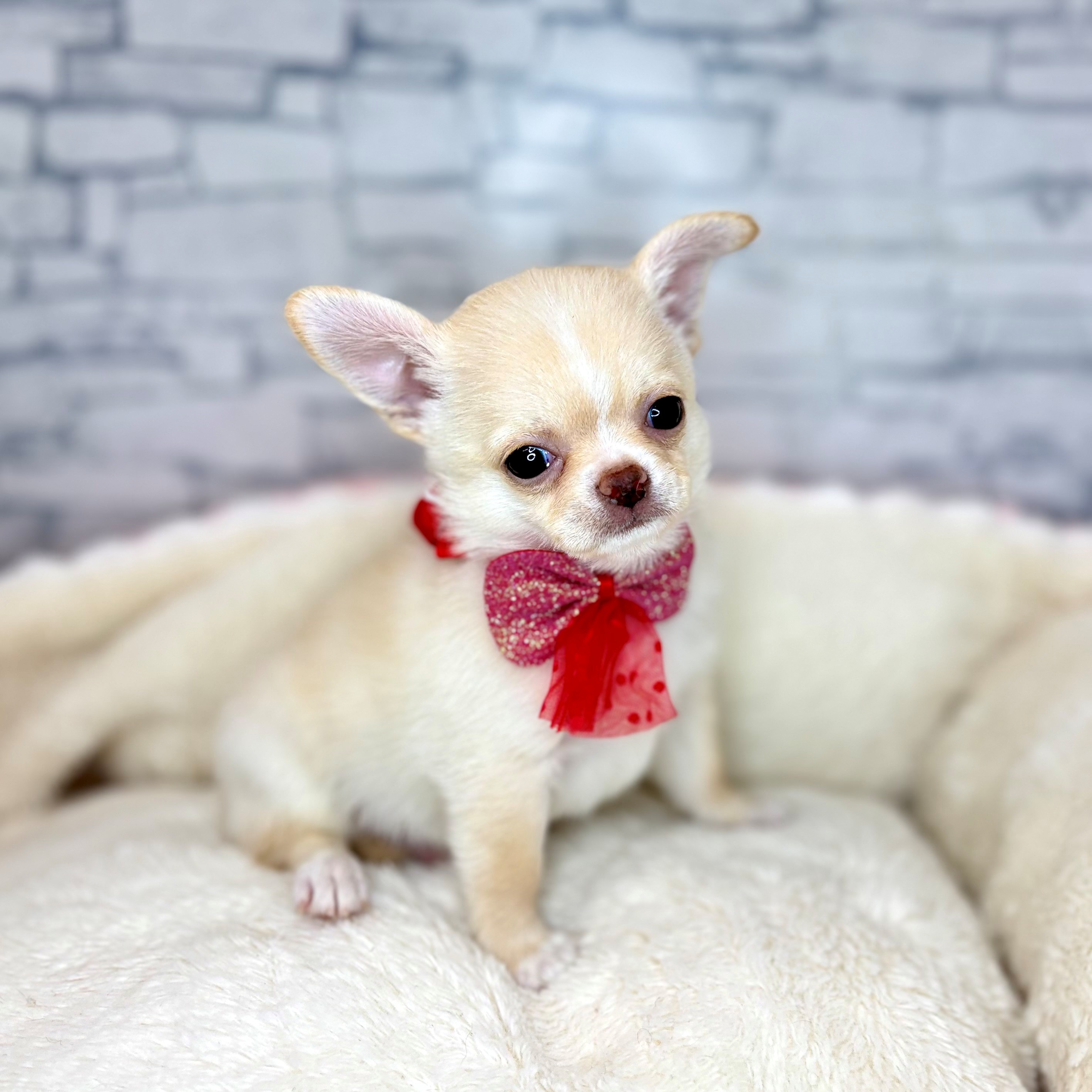 チワワ（スムース）男の子の写真